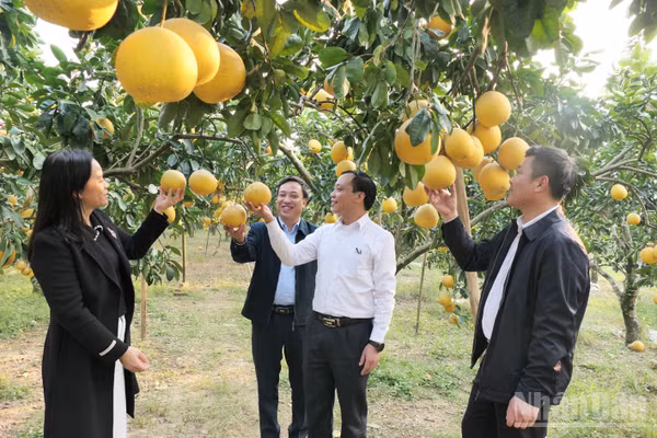 Xã Xuân Vân triển khai mô hình nghiên cứu, ứng dụng khoa học công nghệ nâng cao chất lượng bưởi Soi Hà. (Ảnh: KHÁNH TOÀN)