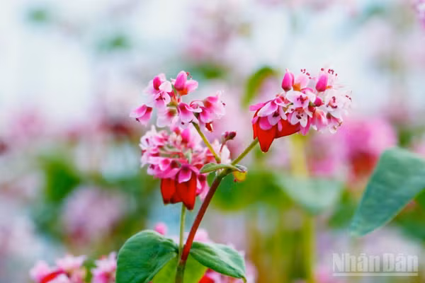 Lễ hội hoa tam giác mạch chính thức khai mạc vào tối 25/10. (Ảnh: KHÁNH TOÀN)