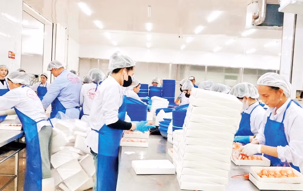Chế biến tôm xuất khẩu của Công ty Tùng Loan, xã Vĩnh Phước (Cà Mau).