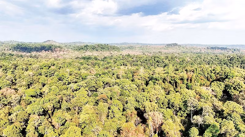 Rừng ở Khu bảo tồn Thiên nhiên-Văn hóa Đồng Nai đang được bảo vệ nghiêm ngặt. 