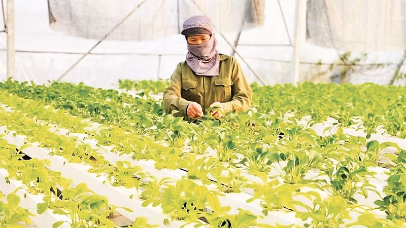 Sản xuất nông nghiệp Hà Nội ngày càng hiện đại.