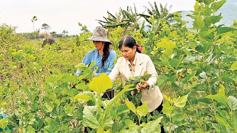 Nhiều diện tích cây trồng kém hiệu quả tại Đam Rông được người dân chuyển sang trồng dâu, nuôi tằm mang lại hiệu quả kinh tế cao.