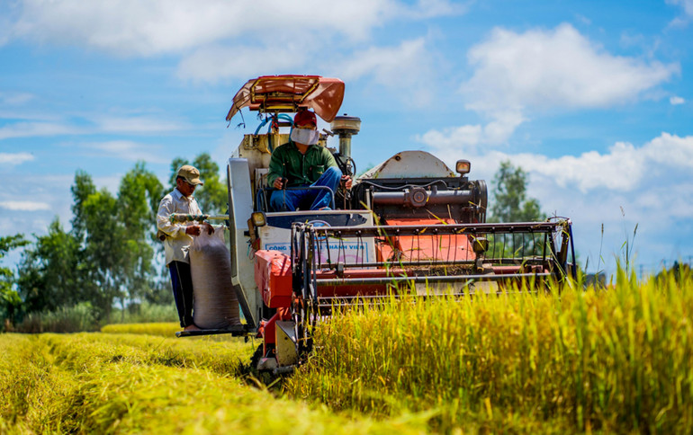 Thu hoạch lúa trên cánh đồng ở Mỹ Hòa, Long Xuyên, An Giang. (Ảnh: Huỳnh Duy Thái) Thu hoạch lúa trên cánh đồng ở Mỹ Hòa, Long Xuyên, An Giang. (Ảnh: Huỳnh Duy Thái)