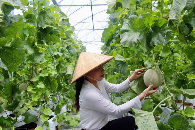 Ứng dụng công nghệ cao trong trồng dưa lưới cho năng suất cao ở xã nông thôn mới Mỹ Khánh, thành phố Long Xuyên, tỉnh An Giang. Ứng dụng công nghệ cao trong trồng dưa lưới cho năng suất cao ở xã nông thôn mới Mỹ Khánh, thành phố Long Xuyên, tỉnh An Giang.