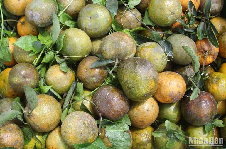 Cam đang chín mọng tại nhiều nhà vườn ở Trà Ôn. Cam đang chín mọng tại nhiều nhà vườn ở Trà Ôn.