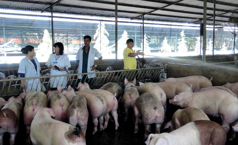 Nuôi lợn theo hướng an toàn sinh học ở tỉnh Đồng Nai.