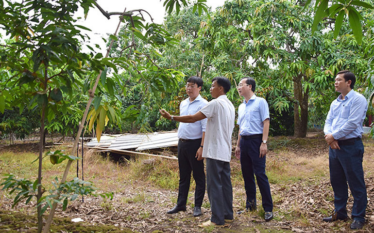Lãnh đạo tỉnh Đồng Tháp tham quan, làm việc tại một vườn xoài ở thành phố Cao Lãnh, tỉnh Đồng Tháp.
