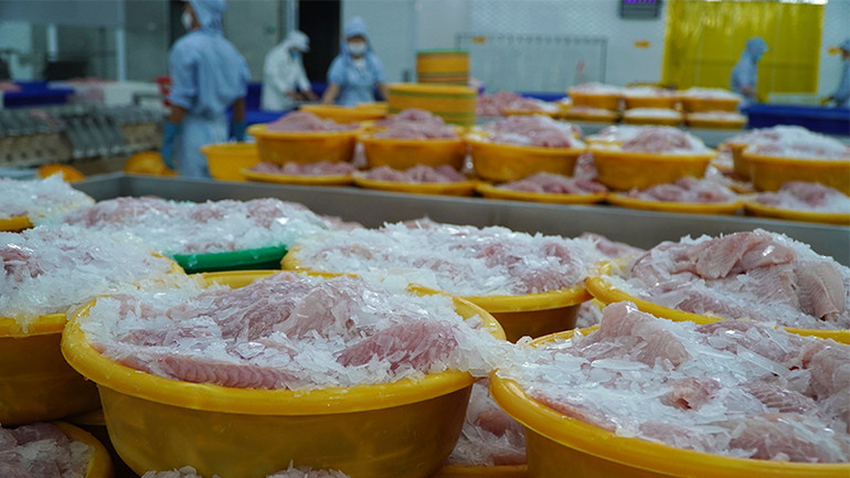 Nhà máy chế biến cá tra tại Khu Công nghiệp Sa Đéc, tỉnh Đồng Tháp.