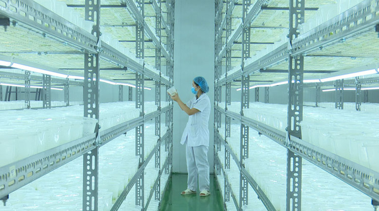 Phòng nuôi cấy mô cây sâm Ngọc Linh.