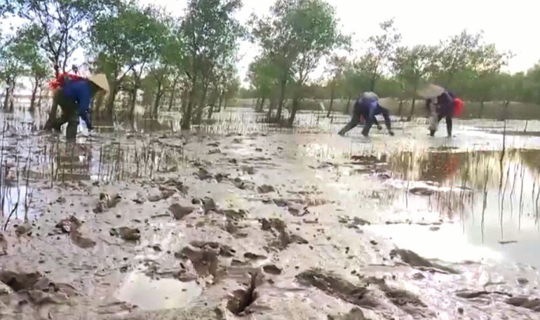 Hoạt động sinh kế của người dân địa phương dưới tán rừng đặc dụng xã Nam Thịnh, huyện Tiền Hải (tỉnh Thái Bình).