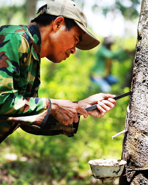 Cao-su là một trong những cây trồng thế mạnh của huyện Vĩnh Linh với gần 6.500 héc-ta giúp nhiều nông dân làm giàu.
