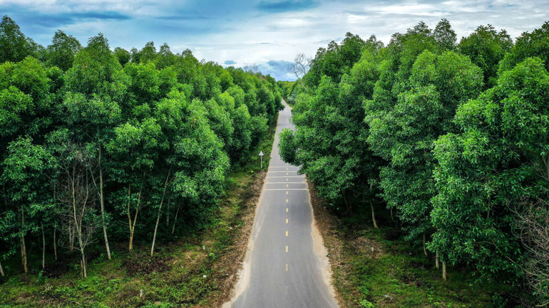 Những con đường nhựa trải dài, thẳng tắp rợp bóng xanh.