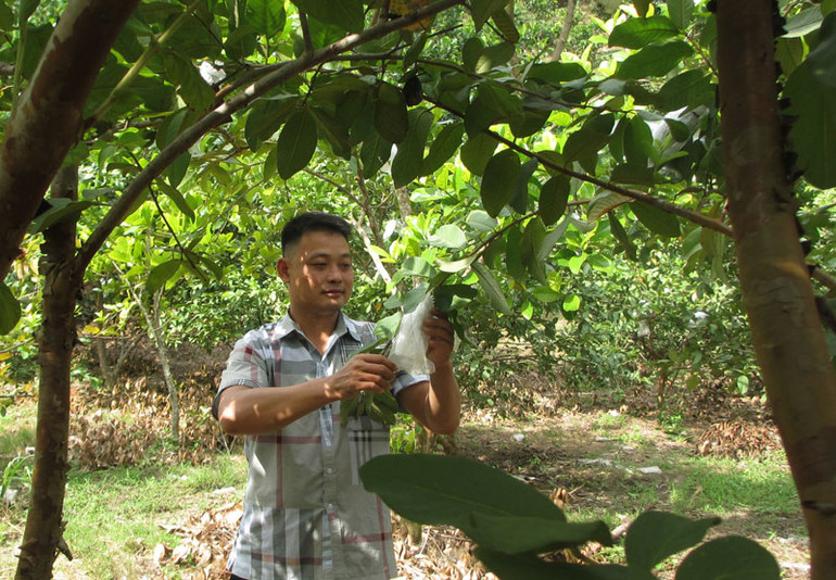 Khu vực trồng ổi của gia đình anh Cà Văn cu, bản Mòn, xã Tạ Bú, huyện Mường La.