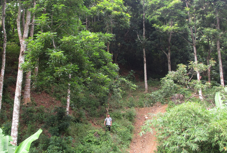 Khu vực trồng trám Đen của gia đình anh Cà Văn cu, bản Mòn, xã Tạ Bú, huyện Mường La.