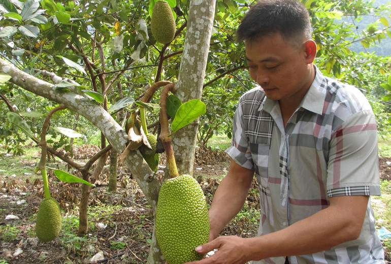 Thông qua lớp dạy nghề cho thanh niên, anh Cà Văn Cu, bản Mòn, xã Tạ Bú, huyện Mường La còn trồng 200 cây mít Thái được 5 năm tuổi.