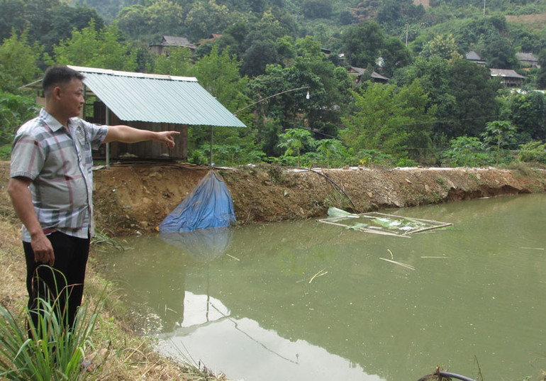 Ngoài trồng trọt, anh Cà Văn Cu, bản Mòn, xã Tạ Bú, huyện Mường La còn đào ao rộng hơn 60m2 để nuôi cá thịt các loại.