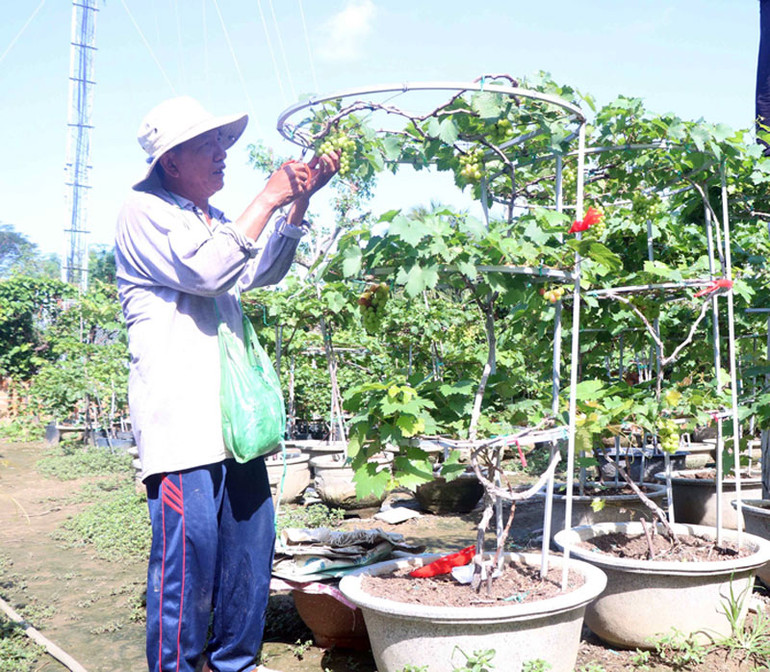 Trồng và chăm sóc nho kiểng cao 3 tầng vòng tròn rất vất vả, nhưng với đam mê, sáng tạo và đem lại thu nhập cao, nông dân ở Ninh Thuận đã tiếp cận kỹ thuật chăm sóc mới để nâng chất lượng nho kiểng cung ứng cho thị trường.