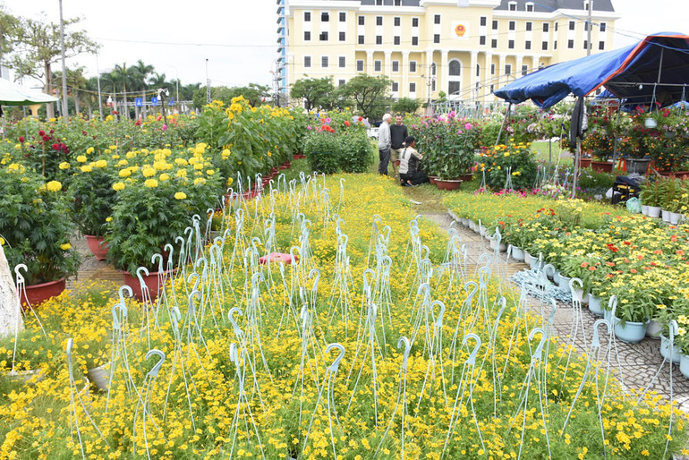 Nhiều chủng loại hoa Tết được bày bán nhưng không có người mua.