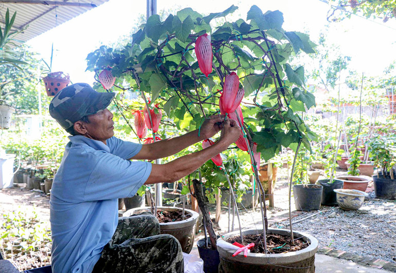 Những chậu nho kiểng lúc lỉu quả ngày càng hấp dẫn khách hàng thích trưng cây kiểng độc đáo, lạ trong những ngày vui đón Xuân mới.