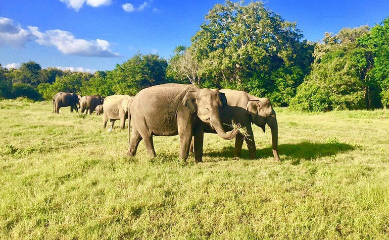 Khu bảo tồn công viên quốc gia Kaudulla của Sri Lanka, nơi có những đàn voi khổng lồ.