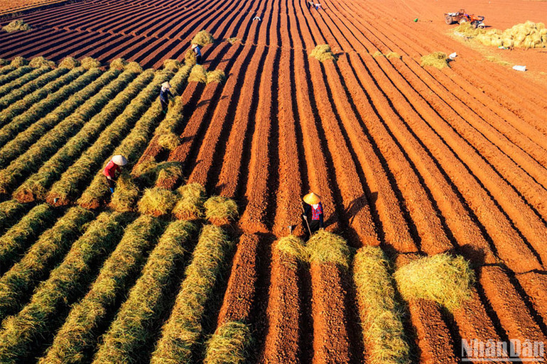 Tác phẩm đoạt giải Nhì "Áp dụng mô hình kinh tế tuần hoàn trong nông nghiệp trên cánh đồng cà rốt". Tác giả Đinh Hải Ngọc (Hà Nội).