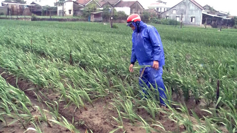 Trời tiếp tục mưa, hoa lay-ơn ở làng hoa Bình Ngọc, thành phố Tuy Hòa tiếp tục hư hại, người trồng khả năng thất thu lớn khi Tết đến rất gần.