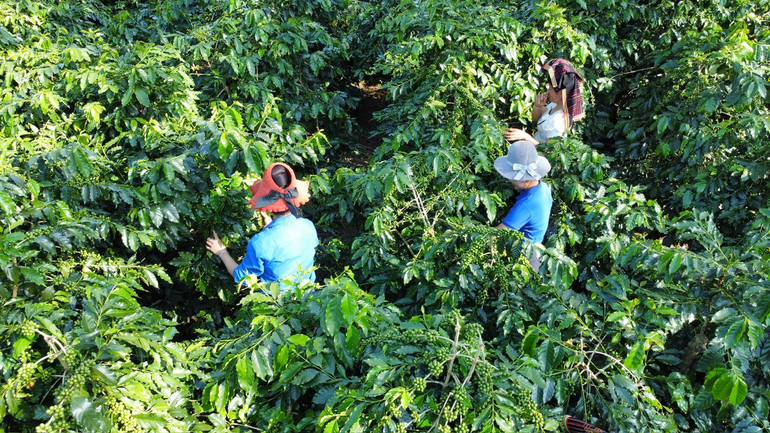 Được lựa chọn là cây chủ lực giúp người dân xóa đói giảm nghèo bền vững, Mường Ảng ưu tiên nguồn lực mở rộng diện tích, dây chuyền chế biến sản phẩm từ cà-phê.