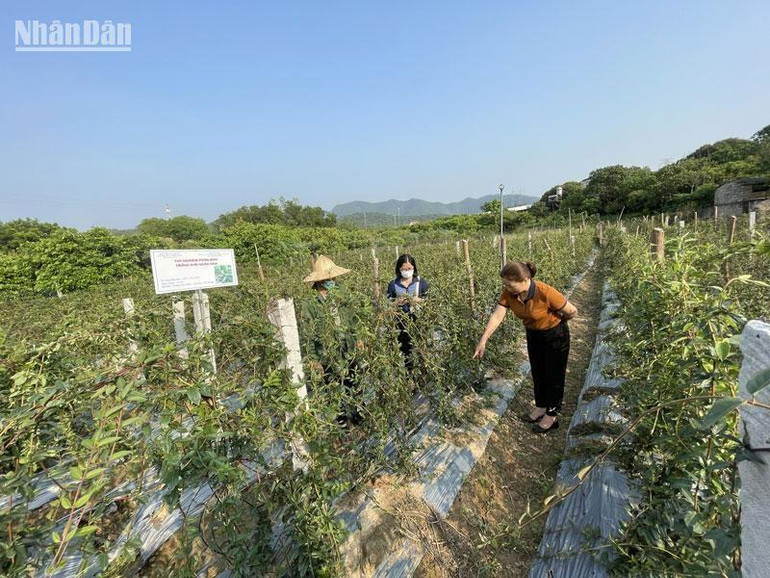 Mô hình sản xuất nông nghiệp theo hướng hàng hóa được chú trọng tại Chí Linh. (Ảnh: QUỐC VINH)