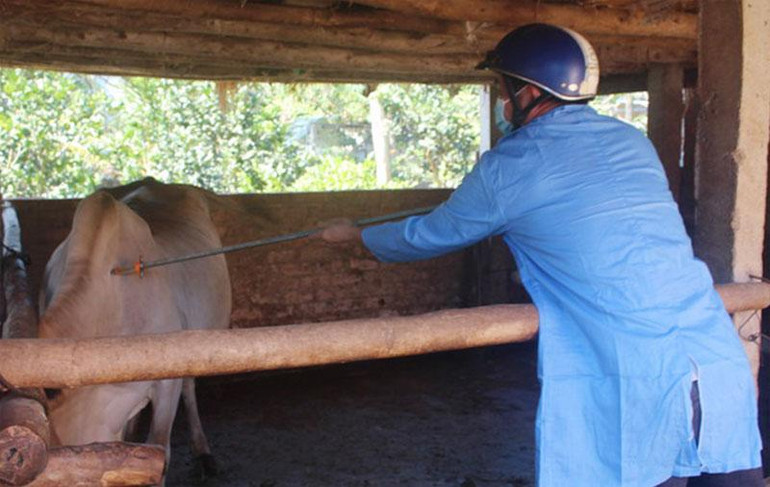 Lực lượng thú y cơ sở tiêm phòng bệnh lở mồm long móng cho trâu, bò tại huyện Hoài Ân, tỉnh Bình Định. (Ảnh: THU DỊU) Lực lượng thú y cơ sở tiêm phòng bệnh lở mồm long móng cho trâu, bò tại huyện Hoài Ân, tỉnh Bình Định. (Ảnh: THU DỊU)