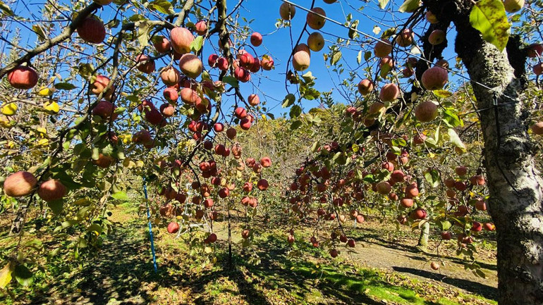 Fukushima có nghề trồng táo lâu đời, với nhiều giống táo khác nhau. Fukushima có nghề trồng táo lâu đời, với nhiều giống táo khác nhau.