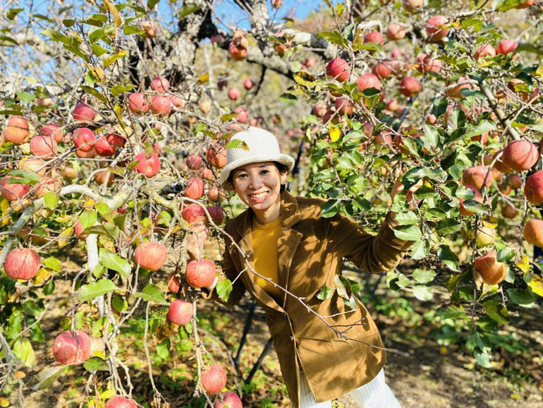 Trải nghiệm thú vị với mùa táo chính vụ. Trải nghiệm thú vị với mùa táo chính vụ.