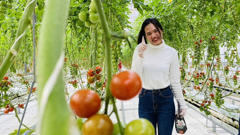 Du khách Việt Nam thích thú khi được tự tay hái cà chua. Du khách Việt Nam thích thú khi được tự tay hái cà chua.