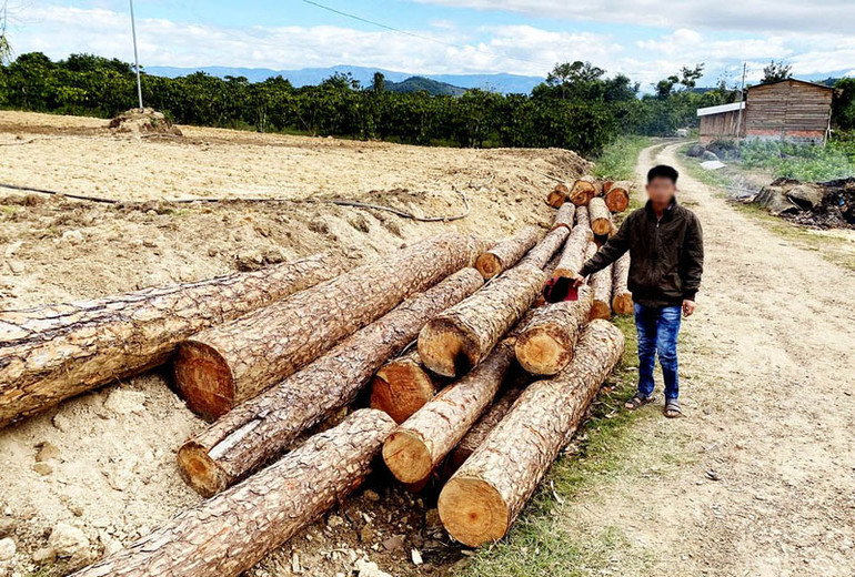 Cơ quan chức năng phát hiện 99 lóng gỗ thông không rõ nguồn gốc.