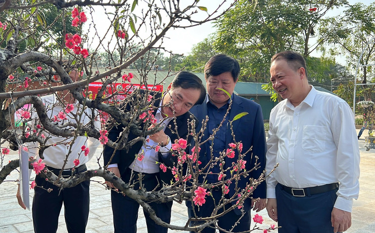 Các đại biểu trao đổi về vẻ đẹp của các tác phẩm trong Hội thi Hoa đào truyền thống Hà Nội 2024 tổ chức tại Nhật Tân. (Ảnh: Thành Đô)