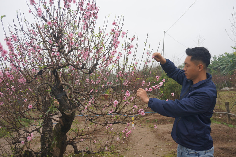Nghệ nhân trẻ Trần Duy Thuần chăm sóc cây đào chuẩn bị đón Tết. (Ảnh: Giang Nam)