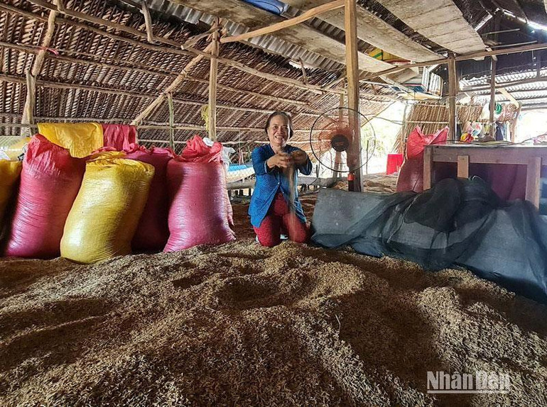 Nông dân vùng lúa-tôm huyện Thới Bình dùng mọi cách khác nhau để phơi, bảo quản lúa sau thu hoạch.