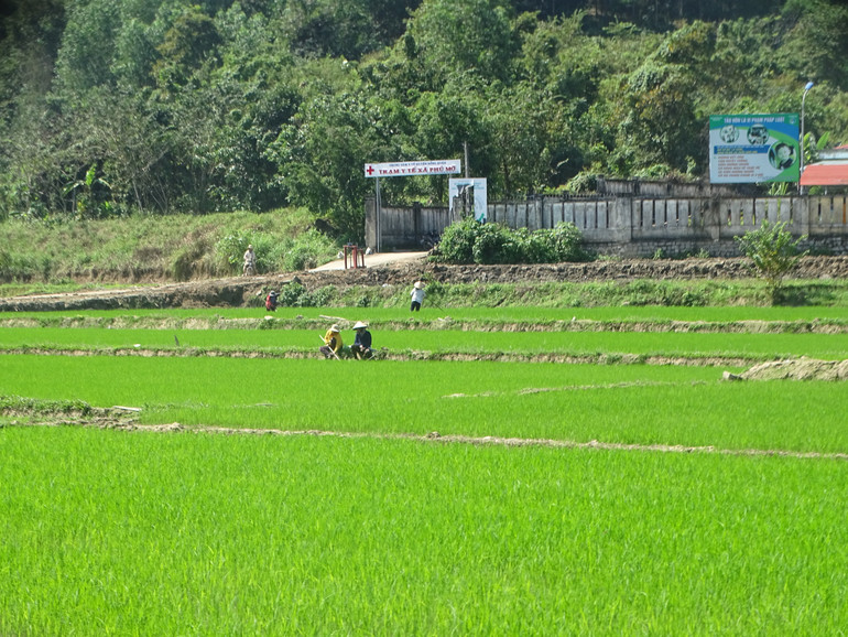 Người Chăm làng Phú Giang, xã vùng cao Phú Mỡ huyện Đồng Xuân, Phú Yên chăm sóc lúa hè thu.