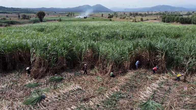 Người dân xã Ea Lâm, huyện Sông Hinh được mùa mía, có thu nhập cao.