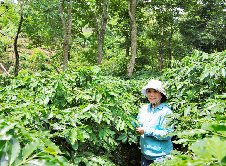 Mô hình vườn rừng cà-phê đa dạng sinh học của chị Ngọc Trâm.