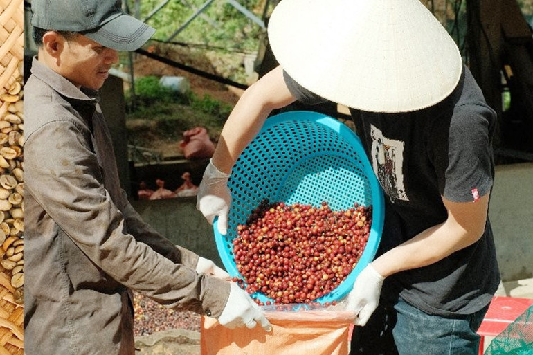 Đưa cà-phê sau khi rửa sạch vào bao bóng cho lên men.