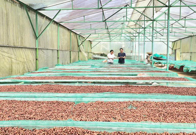 Công đoạn phơi khô cà-phê ở khu vực sơ chế tại đồi Pun.