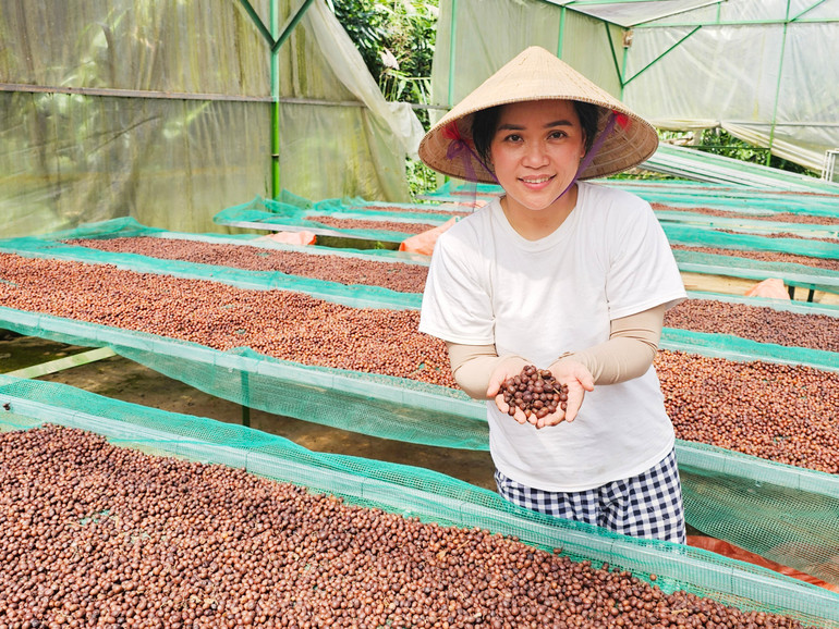 Chị Lương Thị Ngọc Trâm nâng niu từng hạt cà-phê arabica.