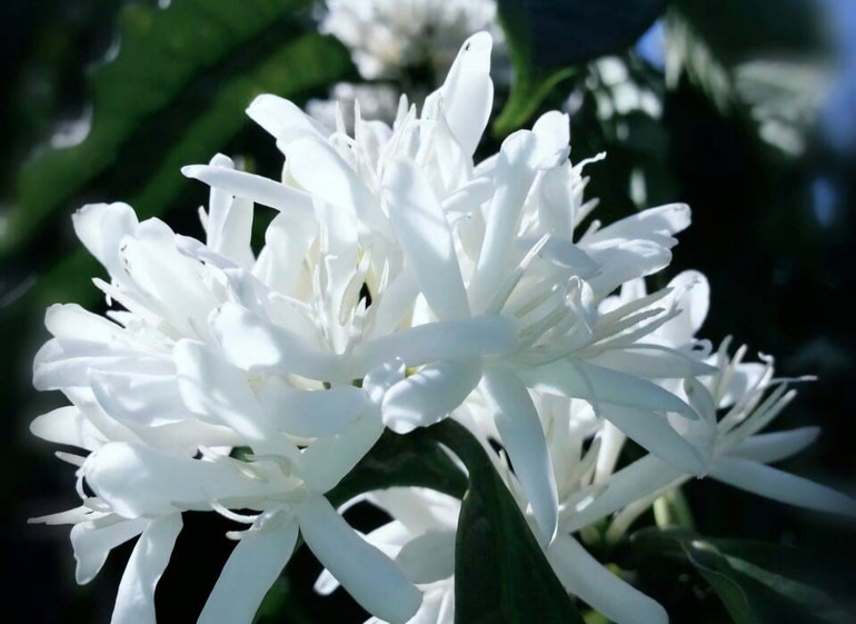 Cà-phê arabica Khe Sanh cho hoa trắng muốt để đậu quả trong bình yên và hạnh phúc.