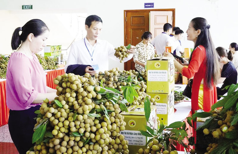 Hội nghị xúc tiến thương mại-tiêu thụ nhãn lồng tại thành phố Hưng Yên, tỉnh Hưng Yên.