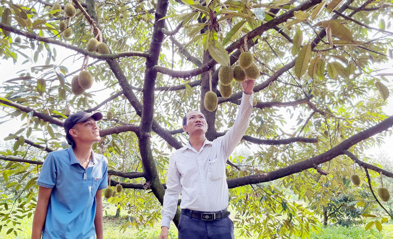 Phát triển cây ăn quả mang lại giá trị kinh tế cao cho người dân xã Đồng Nai Thượng.