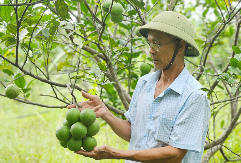 Nông dân vui mừng trước thành quả vườn cam sai trái được đầu tư bằng nguồn vốn tín dụng chính sách.