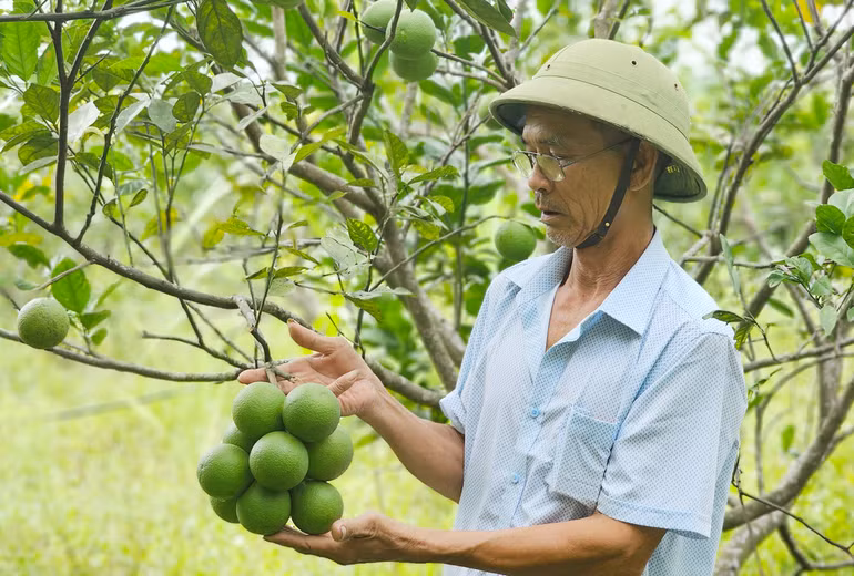 Nông dân vui mừng trước thành quả vườn cam sai trái được đầu tư bằng nguồn vốn tín dụng chính sách.