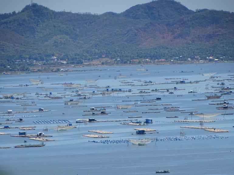 Khu vực nuôi tôm hùm trên vịnh Xuân Đài, thị xã Sông Cầu, Phú Yên.