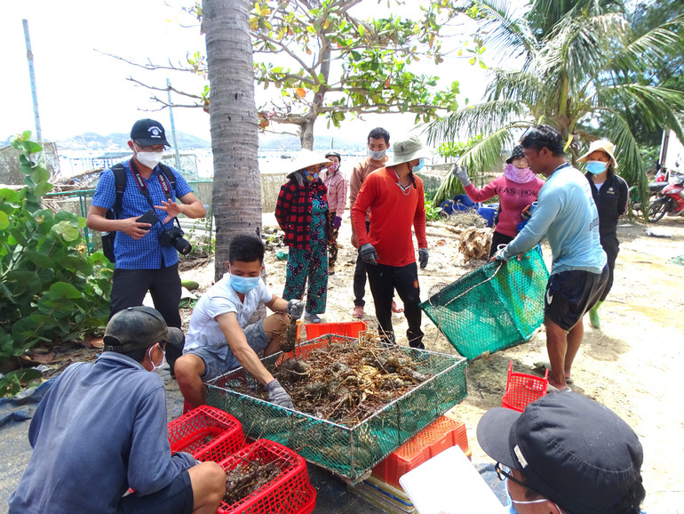 Rộn ràng vụ thu hoạch tôm hùm ở thôn Vịnh Hòa, Xuân Thịnh, thị xã Sông Cầu.