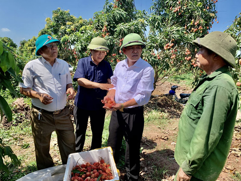 Nông dân huyện Phù Cừ, tỉnh Hưng Yên chuyển đổi từ cấy lúa sang trồng vải lai chín sớm cho thu nhập hơn 250 triệu đồng/ha/năm. Nông dân huyện Phù Cừ, tỉnh Hưng Yên chuyển đổi từ cấy lúa sang trồng vải lai chín sớm cho thu nhập hơn 250 triệu đồng/ha/năm.